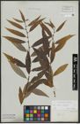 Foto von Salix alba L. x Salix fragilis L.